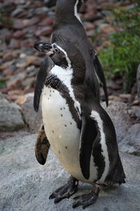 Close-up of penguin on rock