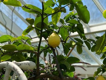 Close-up of fruits growing on tree