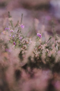 Close-up of pink flowering plant on field