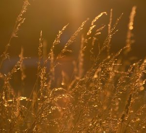 Close-up of wheat growing on field