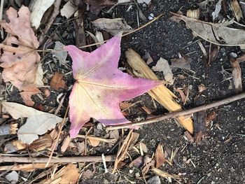 High angle view of dry leaves on ground