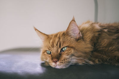 Close-up portrait of a cat