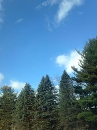 Low angle view of trees against sky