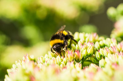 Close-up of bee on yellow flower