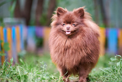 Pomeranian spitz dog in garden. cute brown pomeranian puppy on walk. spitz pom dog