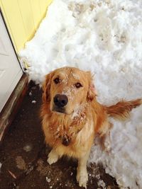 High angle view of dog in snow