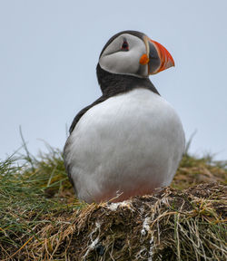 Close-up of bird in nest