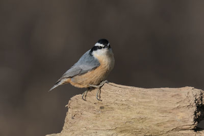 Close-up of bird perching on a tree