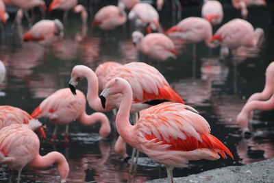 View of birds in lake