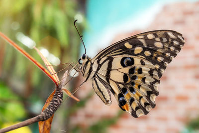 Close-up of butterfly on leaf