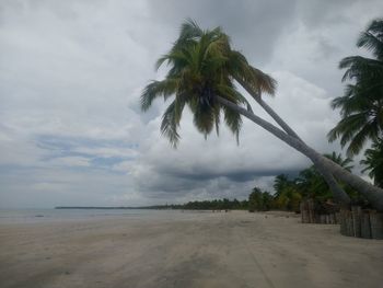 Palm trees on beach against sky