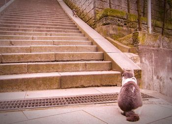 Cat sitting on staircase