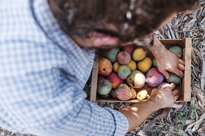 Farmer harvesting mangoes in crate while working at farm