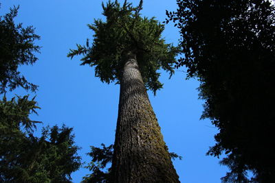 Low angle view of trees against clear blue sky