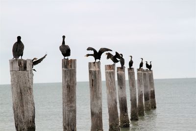 Seagulls perching on wooden post in sea against sky