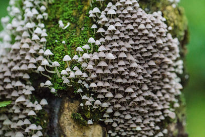 Close-up of mushroom growing on plant