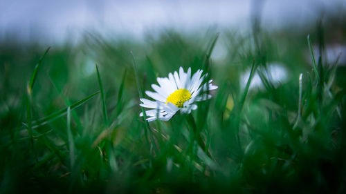 Close-up of white daisy on field