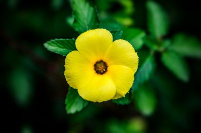 Close-up of yellow flower