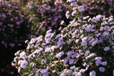 Close-up of white flowering plants on field