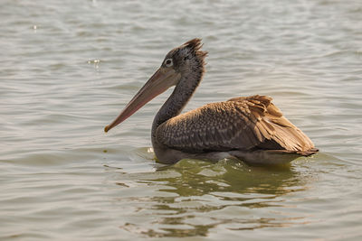 Duck swimming in lake