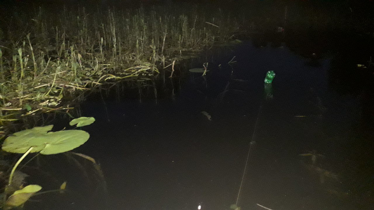 plant, water, nature, darkness, lake, reflection, growth, green, night, no people, leaf, beauty in nature, plant part, aquatic plant, outdoors, tranquility, light, floating, floating on water, water lily