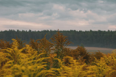 Trees on field against sky