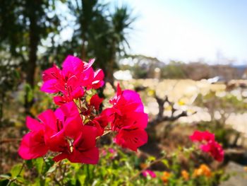 Close-up of pink flowers blooming against sky