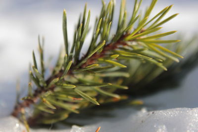 Close-up of pine branch