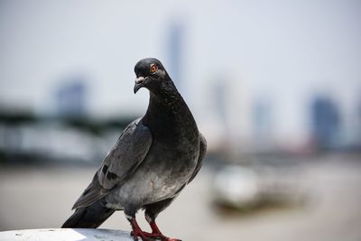 Close-up of pigeon perching on a wall