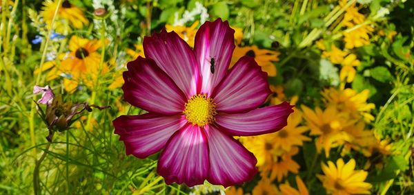 Close-up of pink flowering plants