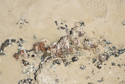 High angle view of fishes on beach