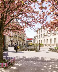 Cherry tree by street and buildings in city