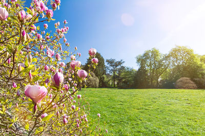 Pink flowering plants on field against sky