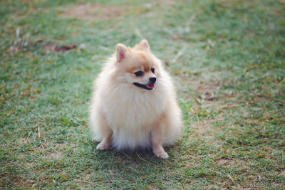 View of dog sitting on field