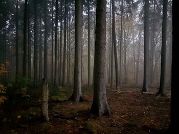 Pine trees in forest