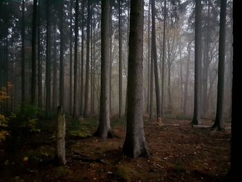 Pine trees in forest