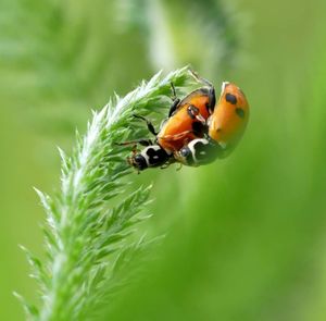 Close-up of ladybug on leaf