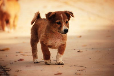 Portrait of puppy standing on land