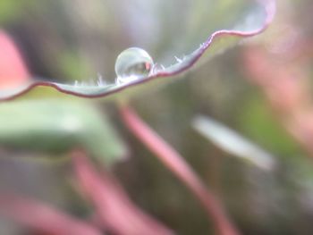 Close-up of wet plant