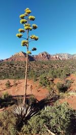 Plant growing in desert against clear blue sky