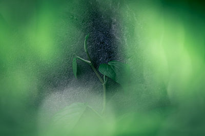 Close-up of insect on leaf