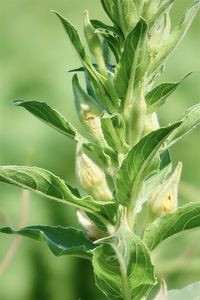 Close-up of fresh green plant