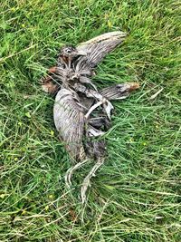 High angle view of bird on field