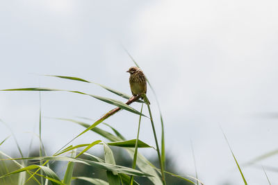 Close-up of a bird perching on grass