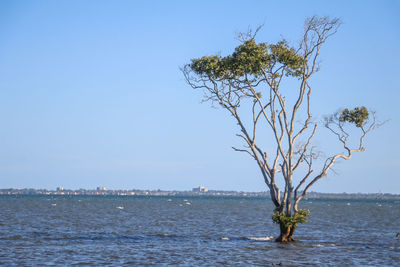 Tree by sea against clear blue sky