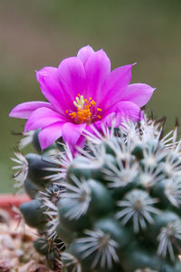 High angle view of pink flowering plant