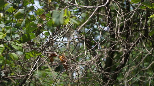 Close-up of bird on branch