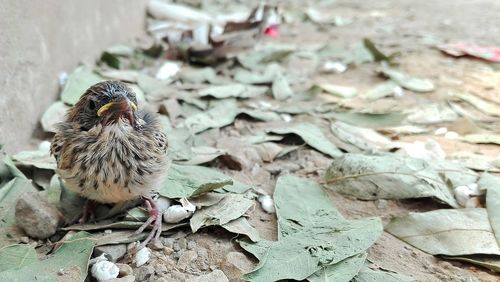 Close-up of bird