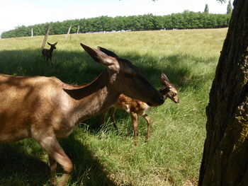 Horses grazing on grassy field