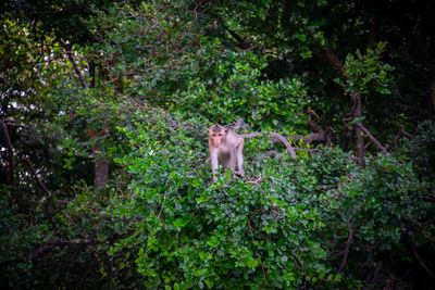 Monkey in a forest